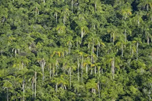 Images Dated 4th October 2013: Palm forest, Ilha Grande, Rio de Janeiro, Brazil, South America