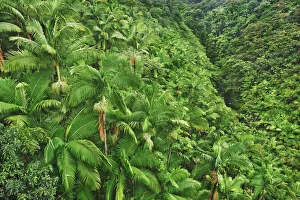 Palm forest - USA, Hawaii, Big Island, South Hilo, Nanue Falls, Hamakua Coast