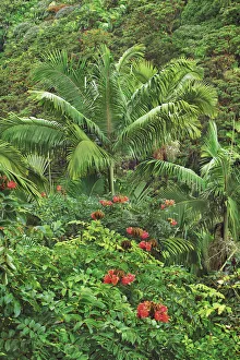 Palm forest - USA, Hawaii, Big Island, South Hilo, Nanue Falls, Hamakua Coast