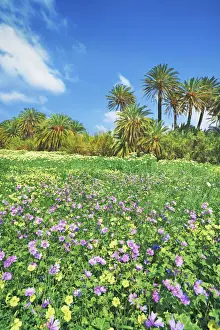 Lasithi Prints: Palm grove with common mallows and Bermuda buttercups - Greece, Crete, Lasithi