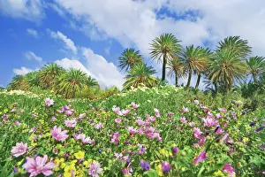 Lasithi Prints: Palm grove with common mallows and Bermuda buttercups - Greece, Crete, Lasithi