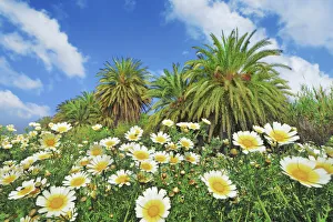 Marguerite Prints: Palm grove with garland chrysanthemums - Greece, Crete, Lasithi, Palekastro, Vai Beach