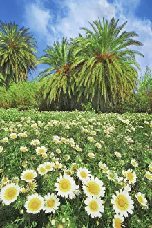 Marguerite Prints: Palm grove with garland chrysanthemums - Greece, Crete, Lasithi, Palekastro, Vai Beach