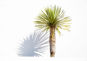 Shadow Prints: Palm and shadow against white wall, Teguise, Lanzarote, Canary Islands, Spain