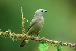 Rain Forest Prints: Palm Tanager (Thraupis palmarum)