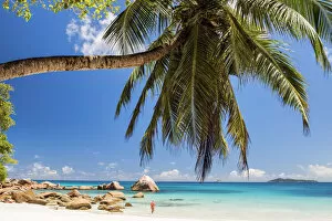 Images Dated 29th November 2016: Palm Tree over Anse Lazio Beach, Praslin, Seychelles