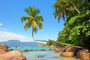 Palms Prints: A palm tree on Aventureiro beach, Ilha Grande, Angra dos Reis, Rio de Janeiro, Brazil