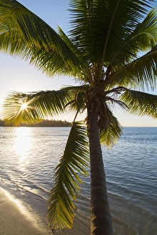 Moorea Prints: Palm tree on beach at Hauru Point, Mo orea, Society Islands, French Polynesia