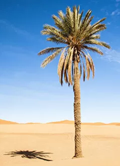 Images Dated 8th April 2015: Palm tree in Erg Chebbi, Sahara, Morocco