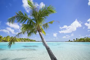 Palm tree at Green Lagoon, Fakarava, Tuamotu Islands, French Polynesia