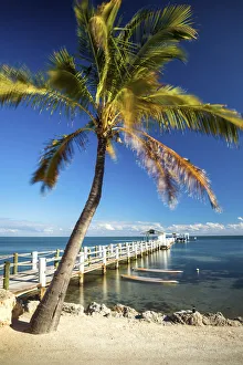 Islamorada Prints: Palm Tree & Jetty, Islamorada, Florida Keys, USA