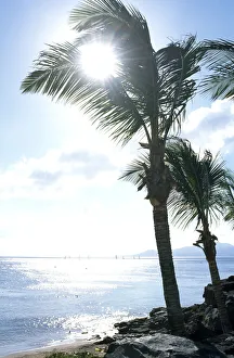 Contre Jour Prints: Palm tree, Lanzarote, Canary Islands, Spain