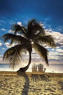Images Dated 6th September 2014: Palm Tree & Love Seat, Islamorada, Florida Keys, USA