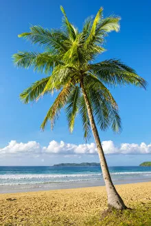 Images Dated 9th May 2019: Palm tree on Nacpan Beach, El Nido, Palawan, Philippines