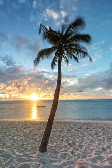 Mauritius Prints: a palm tree photographed at sunset, on the beach of Le Morne, Black River distric