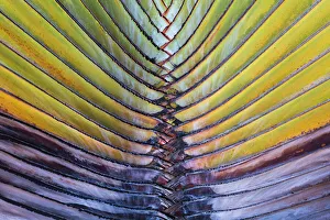 Palmtree Prints: Detail of a palm tree at Phuket Island, Thailand, Asia