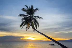 Palm tree silhouetted against the sunset, Paliton Beach, San Juan, Siquijor Island