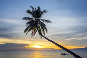 Palmtrees Prints: Palm tree silhouetted against the sunset, Paliton Beach, San Juan, Siquijor Island