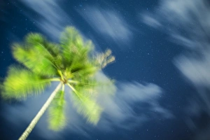Koh Samui Prints: Palm tree and starry sky, Koh Samui, Thailand