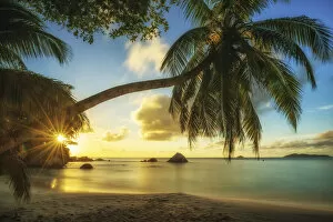 Images Dated 20th April 2015: Palm Tree at Sunset, Anse Lazio Beach, Praslin, Seychelles