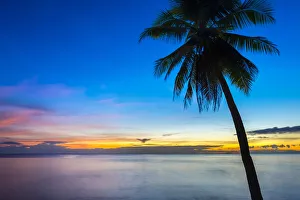 Palm tree at sunset on San Juan beach, San Juan, Siquijor Island, Central Visayas
