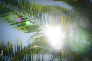 Images Dated 18th June 2010: Palm tree, Vilamoura, Algarve, Portugal