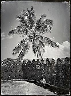 Stone Town Prints: Palm tree and wall, the Old Fort, Stonetown, Zanzibar, Tanzania