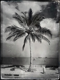 Zanzibar Prints: Palm tree on the waterfront, Stonetown, Zanzibar, Tanzania