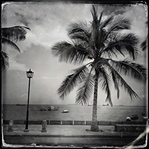 Stone Town Prints: Palm tree on the waterfront, Stonetown, Zanzibar, Tanzania