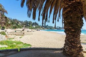 Images Dated 13th September 2022: Palm tree at Zapallar beach, Zapallar, Petorca Province, Valparaiso Region, Chile