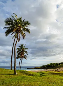 Palm Trees by the Anakena Beach, Easter Island, Chile