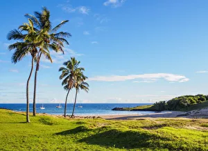 Palm Trees by the Anakena Beach, Easter Island, Chile