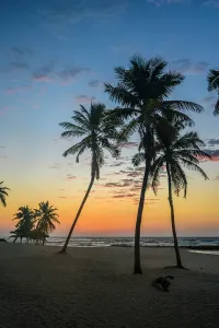 Sand Beach Prints: Palm trees on the beach at sunrise