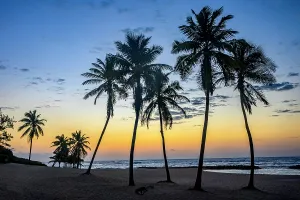 Sand Beach Prints: Palm trees on the beach at sunrise