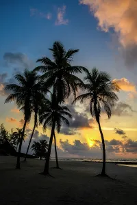 Sand Beach Prints: Palm trees on the beach at sunrise