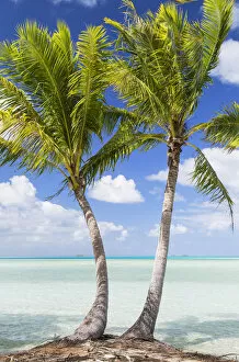 French Polynesia Gallery: Palm trees at Blue Lagoon, Fakarava, Tuamotu Islands, French Polynesia