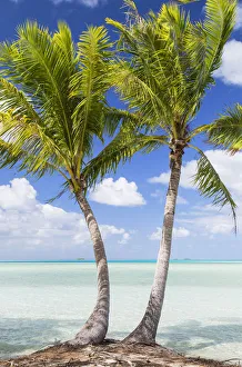 French Polynesia Gallery: Palm trees at Blue Lagoon, Fakarava, Tuamotu Islands, French Polynesia