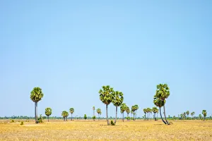 Bleak Prints: Palm trees and blue sky, empty Cambodian landscape, Siem Reap Province, Cambodia