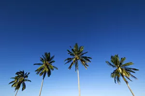 Images Dated 2nd August 2013: Four palm trees in blue sky, Mafia island, Tanzania