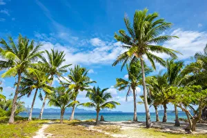 Calamianes Prints: Palm trees and blue sky on Malcapuya Island, Culion, Palawan, Philippines