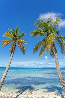 Vincent And The Grenadines Prints: Palm trees, Britania Bay, Mustique