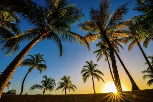 Sand Beach Prints: Palm trees at Camana Bay marina at sunrise