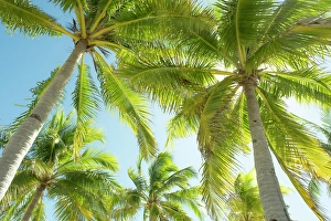The Philippines Prints: Palm trees on Gigantes Islands, Iloilo Province, Western Visayas, Philippines