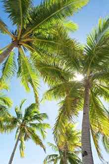 Iloilo Province Prints: Palm trees on Gigantes Islands, Iloilo Province, Western Visayas, Philippines