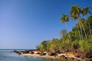 Palm Trees, Goa, India, Asia