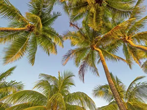 Cayman Prints: Palm Trees, Grand Cayman, Cayman Islands, British West Indies