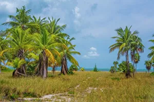 Oceans Seas Prints: Palm Trees on Grand Cayman, Cayman Islands, British West Indies