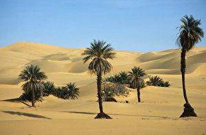 Deserted Gallery: Palm trees in the Idehan Ubari