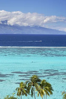 French Polynesian Prints: Palm trees and lagoon with Tahiti in the background, Moorea, Society Islands, French