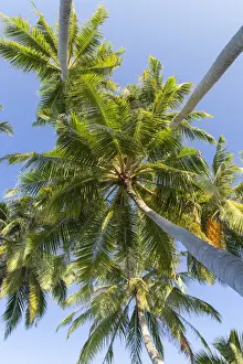Kaafu Atoll Prints: Palm trees, Maafushi Island, Kaafu Atoll, Maldives